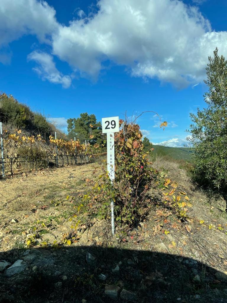 Quinta Da Penada - Vineyard & Winery - Suite 3 Кавес Екстериор снимка