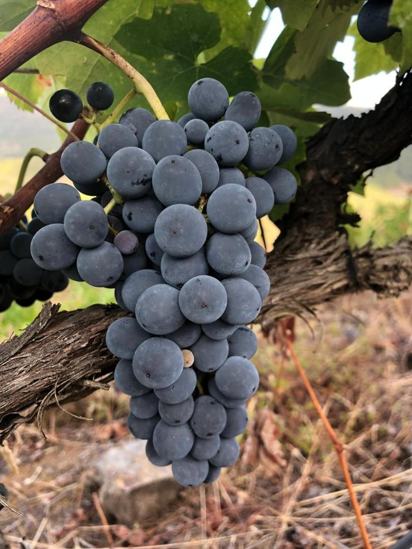 Quinta Da Penada - Vineyard & Winery - Suite 3 Кавес Екстериор снимка