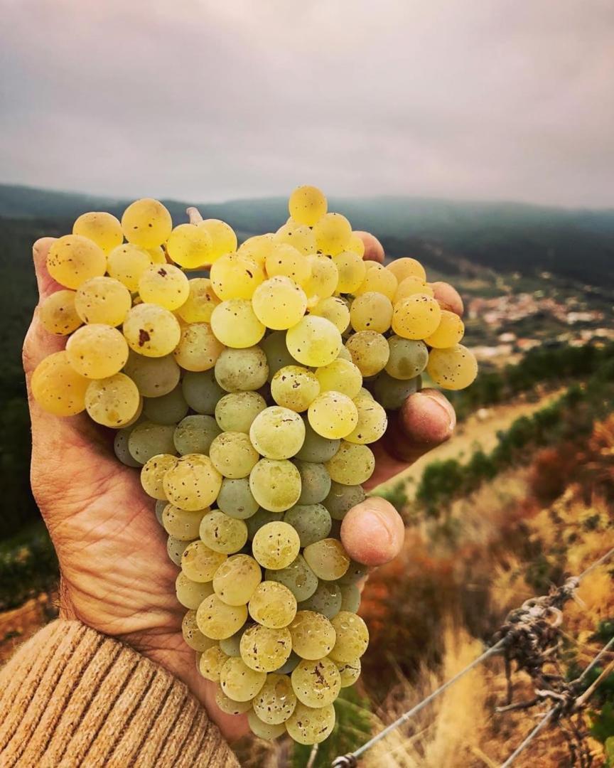 Quinta Da Penada - Vineyard & Winery - Suite 3 Кавес Екстериор снимка